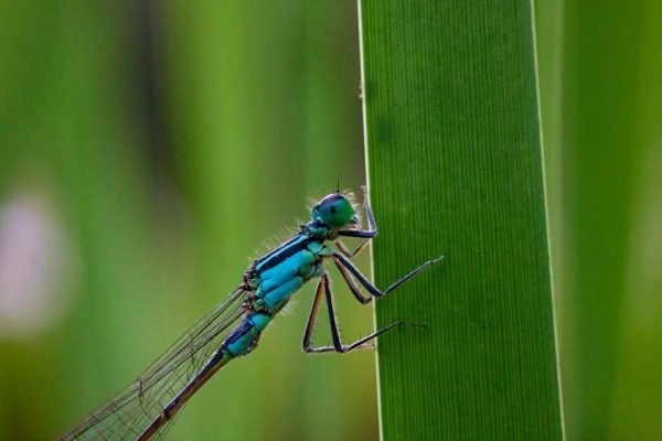 dragonflight jewelcrafting guide