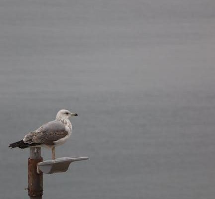 sharing beatrice a luna to her stepbrothers pdf