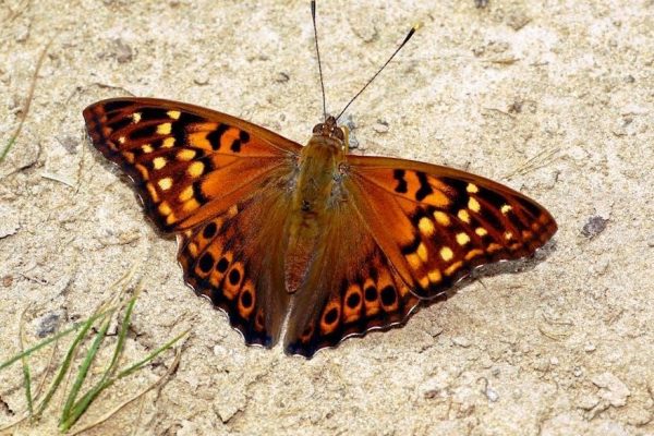 when the emperor was divine pdf